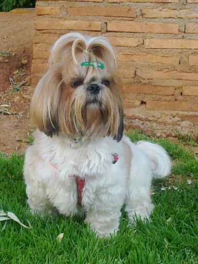 aki esta cloe sentadita y posando como le gusta jejejej aki esta cloe sentadita y posando como le gusta jejejej